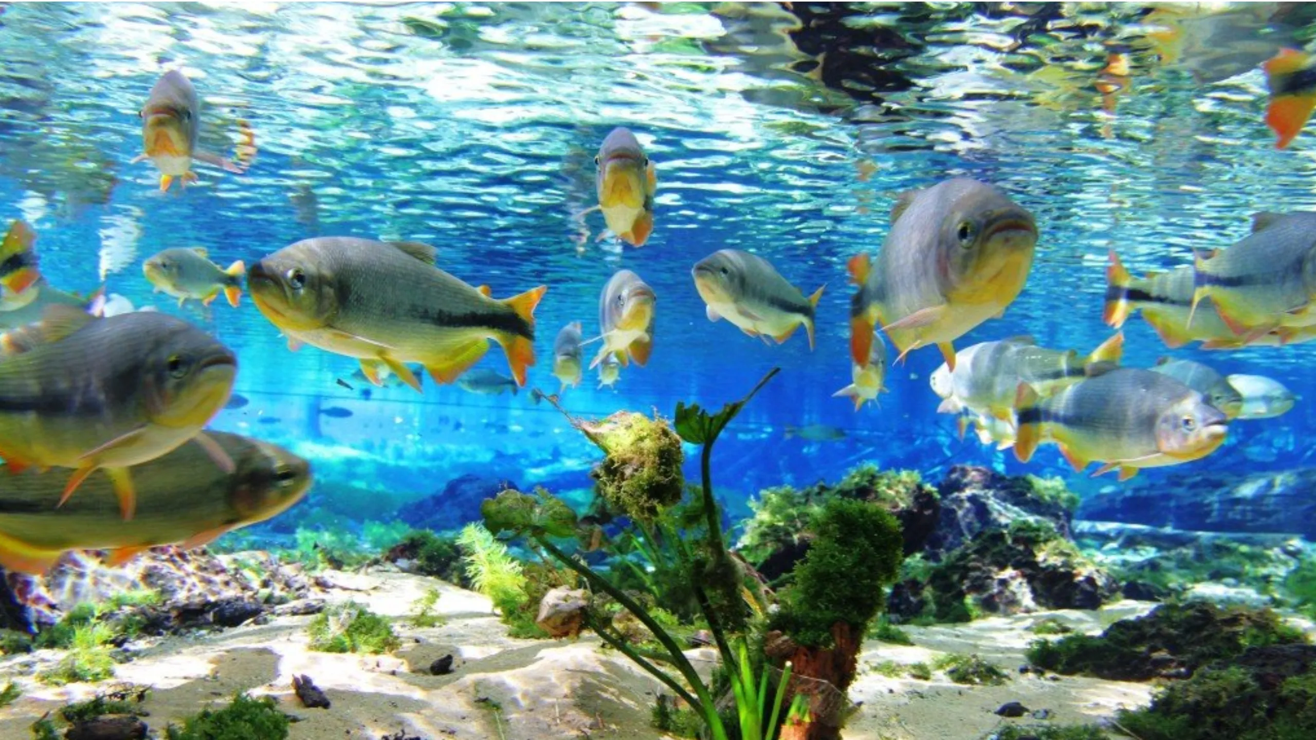 FotoJet-2024-04-05T175124.426 (4)