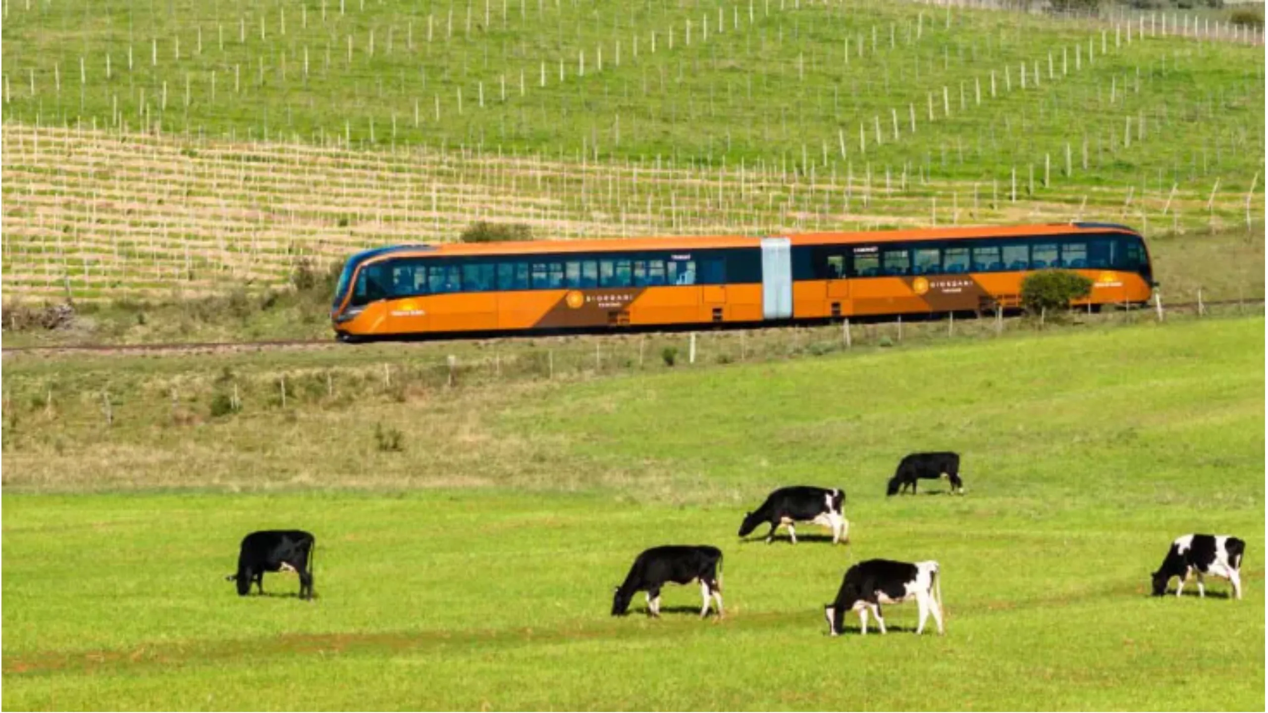 FotoJet-2025-06-06T105244.182